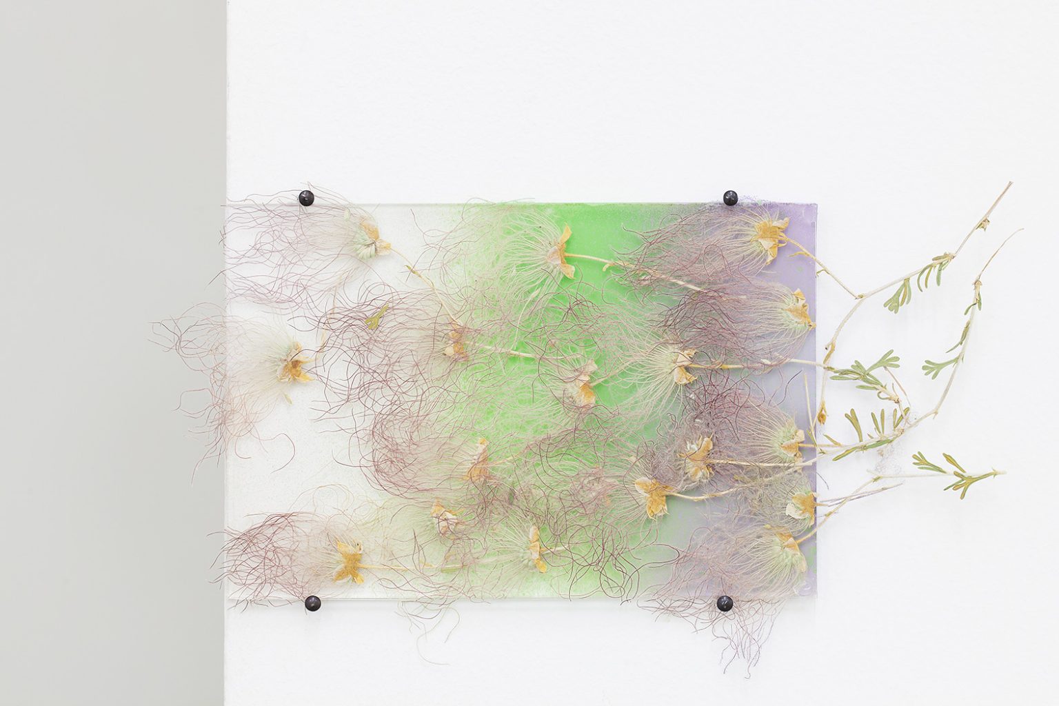 Doing life: By way of pressed apache plumes_2012, 10x15 cm, pressed flowers, glass, spray paint