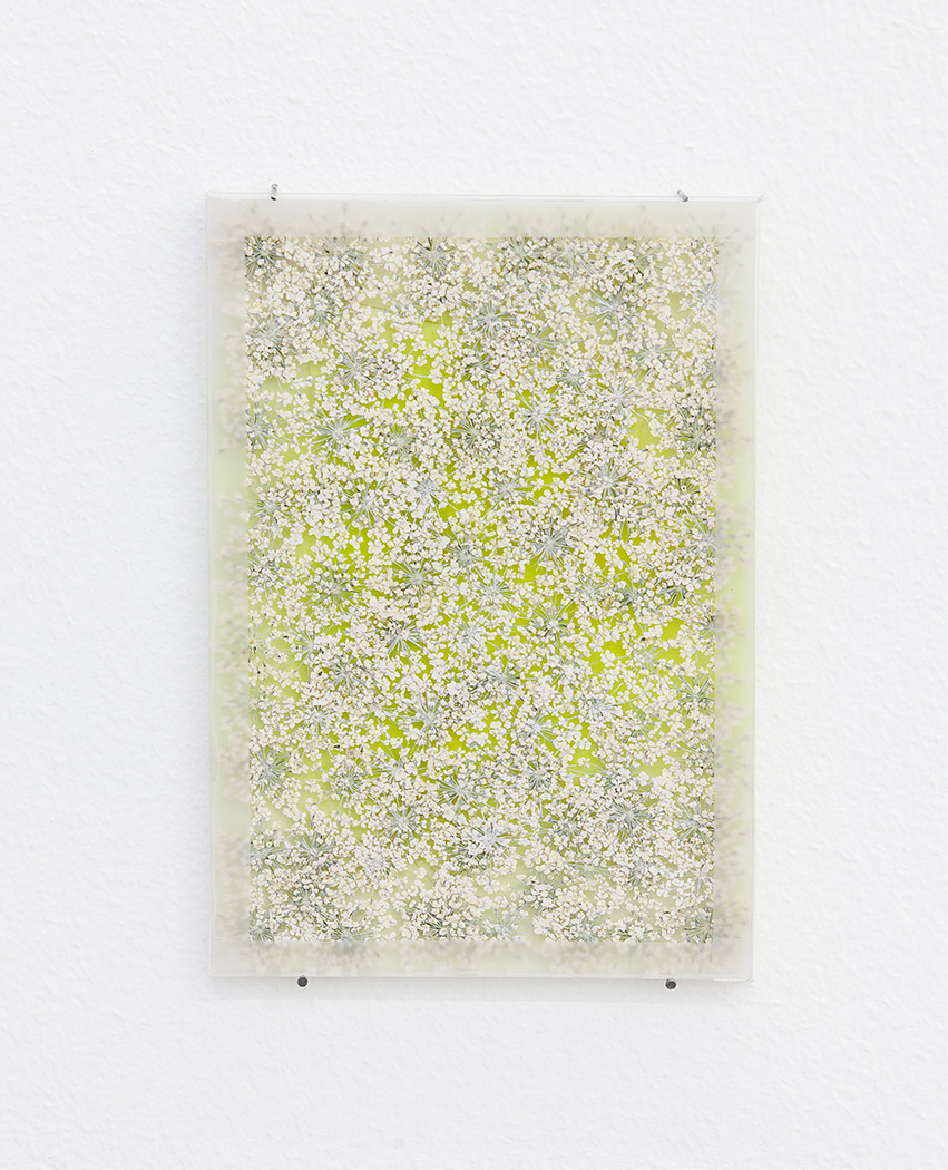 <p>Doing life: By way of pressed Queen Anne&#8217;s Lace_2012, 10&#215;15 cm, pressed flowers, glass, spray paint</p>
