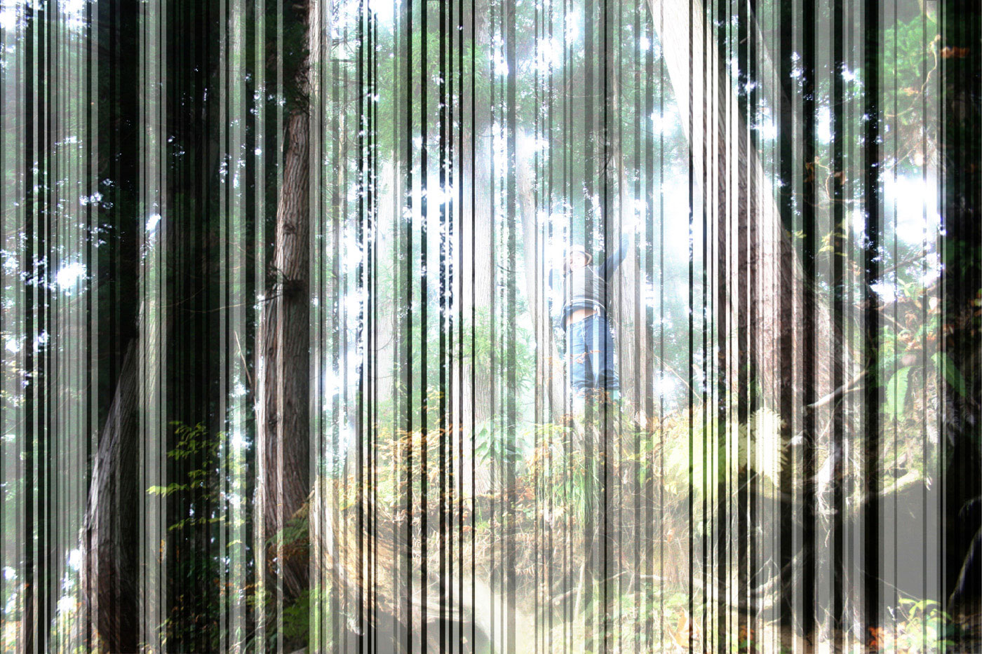 Echigo Forest with Zoo, 2008,four layers of cut-out photographs 100x150 cm